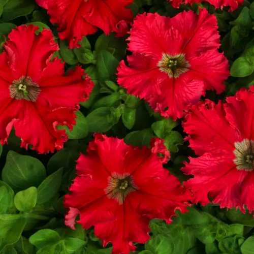 Петунія грандіфлора Афродіта F1 бахромчаста червона 20шт Професійне насіння Житомир - изображение 3