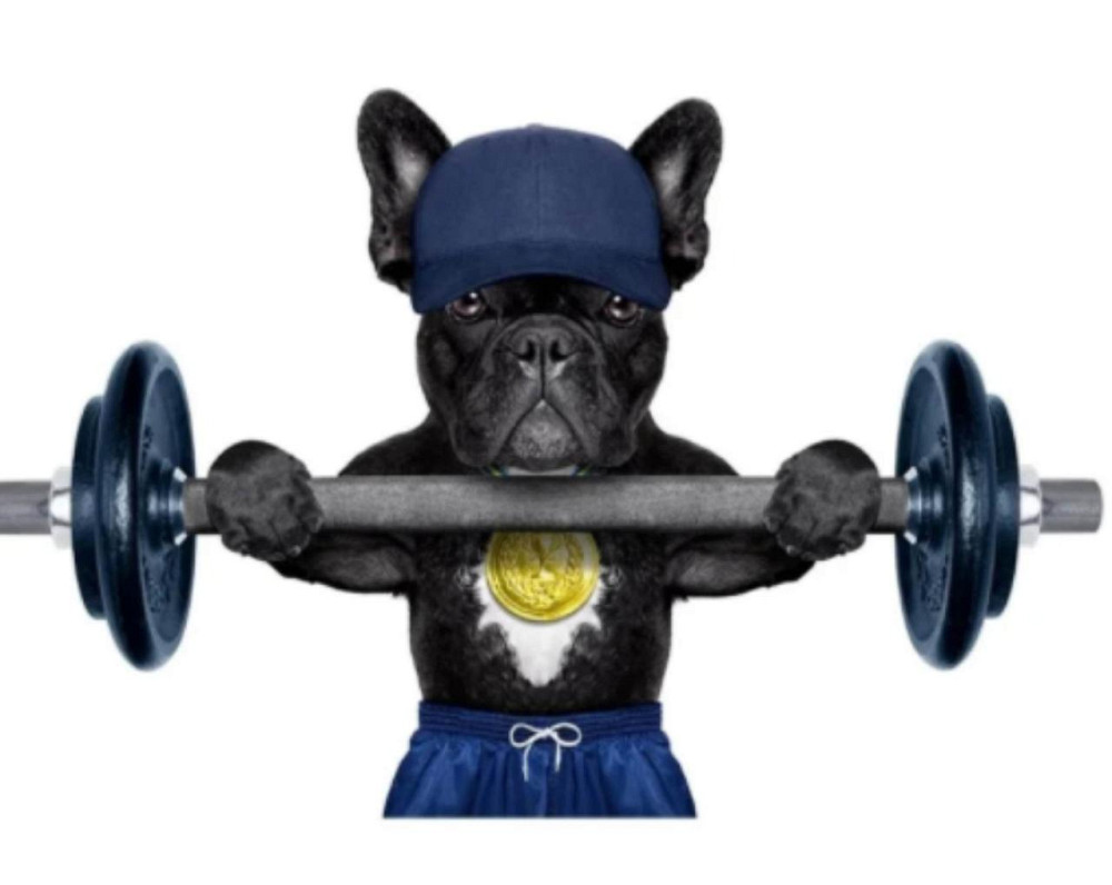 Термо аппликация для одежды Бульдог штангист Киев - изображение 1
