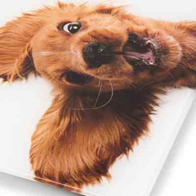 Ваги підлогові Zelmer ZBS1010 Вінниця