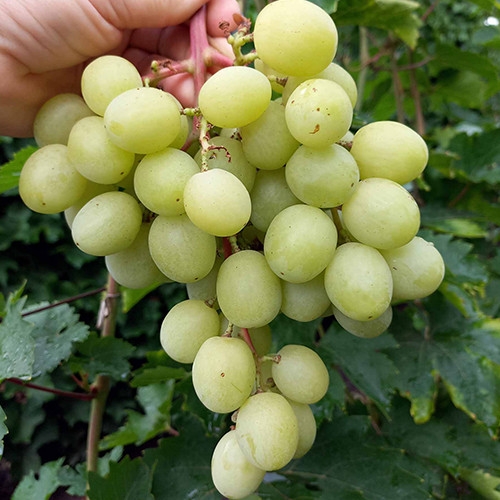 Саженцы винограда Джина (черенкованный) - 1-летний Черновцы - изображение 1