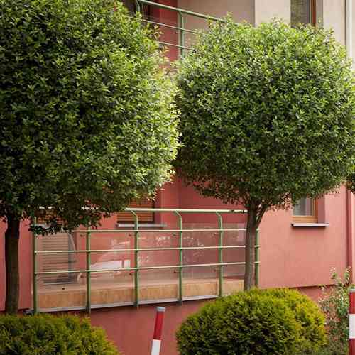 Саджанці вишні на штамбі Умбракуліфера (привитий) - 2-річний Чернівці