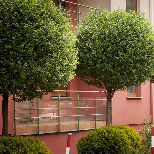 Саджанці вишні на штамбі Умбракуліфера (привитий) - 2-річний Чернівці - фото 1