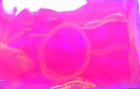 Плівка для створення ефекту "Бите скло" Яскраво-рожева Київ