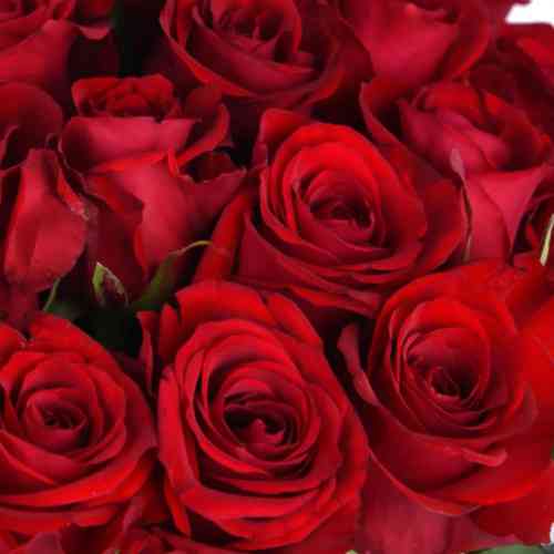 Саджанці чайно-гібридних троянд Ред Ігіл (привитий) Чернівці