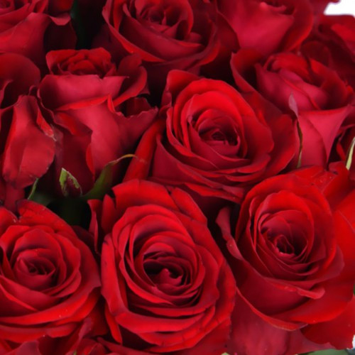 Саженцы чайно-гибридных роз Ред Игил (привитый) Черновцы - изображение 3