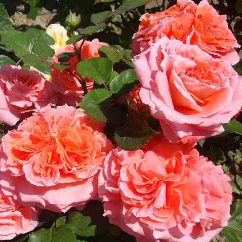 Саджанці троянд Нотр Дам Розе (привитий) - 2-річний Чернівці