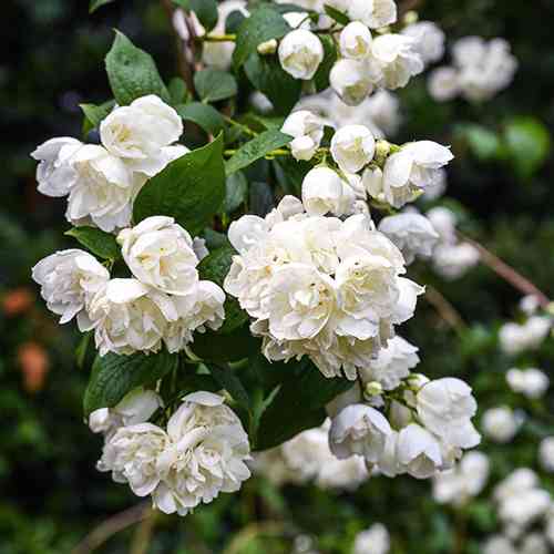 Саджанці жасмину Дівочий (черенкований) - 1-річний Чернівці