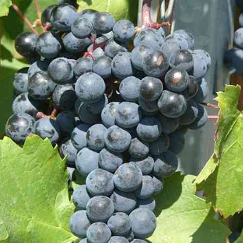 Cаджанці винограду Одеський Жемчуг (черенкований) - 1-річний Чернівці