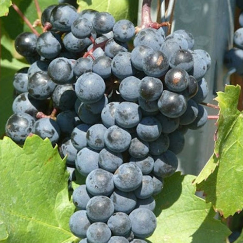 Cаджанці винограду Одеський Жемчуг (черенкований) - 1-річний Чернівці - фото 1