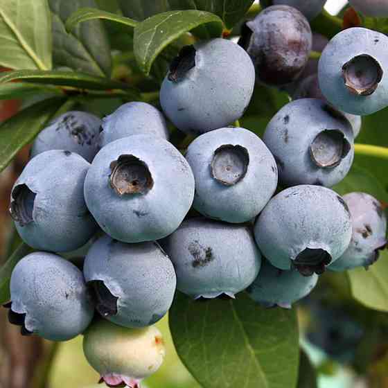 Саженцы голубики Торо - 2-летний Черновцы