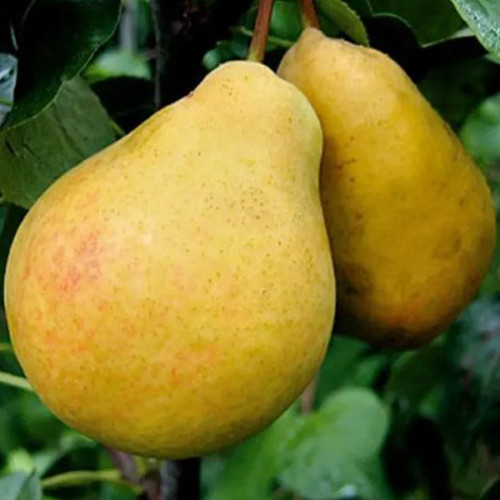 Саженцы груши Бере Дюрандо (привитый) - 2-летний Черновцы - изображение 1