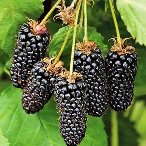 Саженцы ежевики Коламбия Санрайз (черенкованный) - 1-летний Черновцы