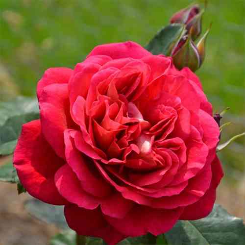 Саджанці троянд Мона Ліза (привитий) - 2-річний Чернівці