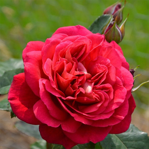 Саженцы роз Мона Лиза (привитый) - 2-летний Черновцы - изображение 1