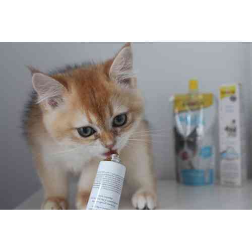 Вітаміни GimCat Expert Line Kitten для кошенят вітамінізована паста 50 г Київ