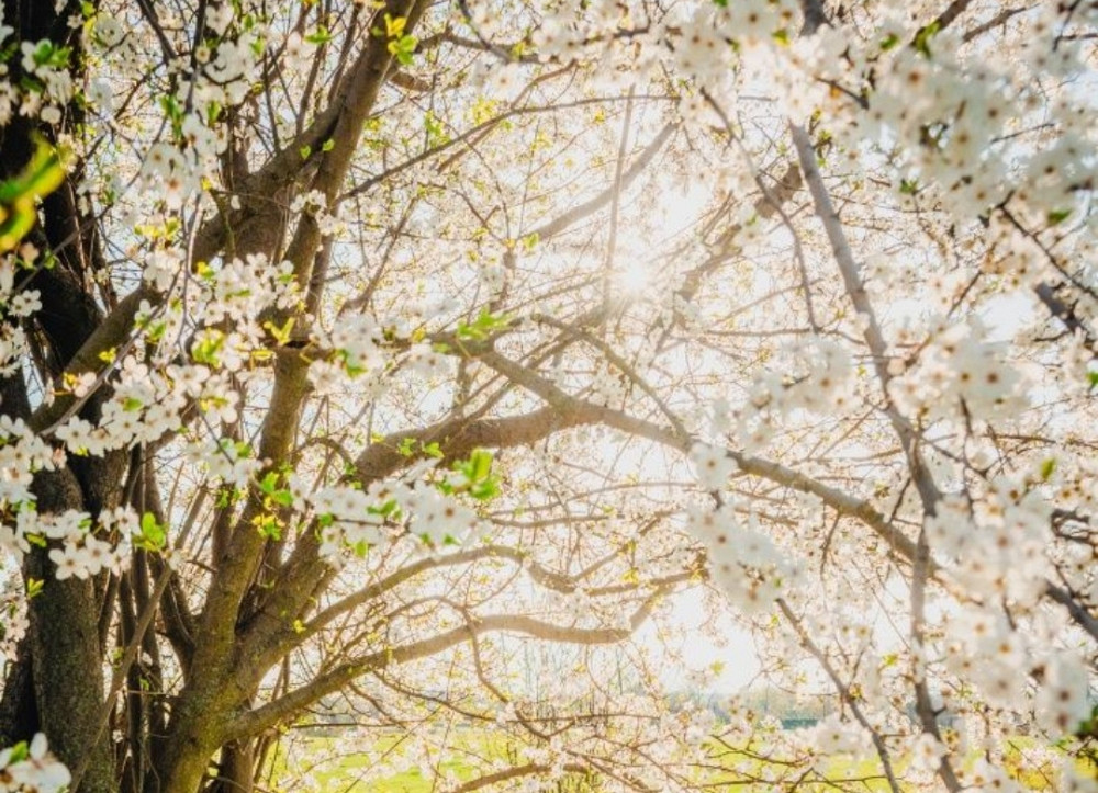 Объектив Nikon Nikkor 28-105mm f3,5 -4,5 D. Киев - изображение 3