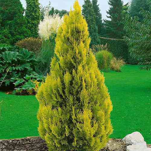 Саджанці туї Тайгер Голд Чернівці