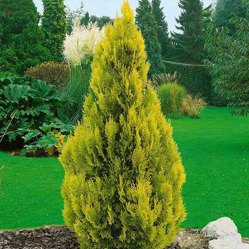 Саджанці туї Тайгер Голд Чернівці - фото 1