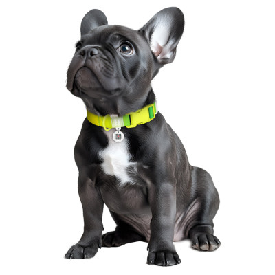 Ошейник для животных WAUDOG Nylon Recycled с QR паспортом, градиент, S салатовый (47005) Винница - изображение 4