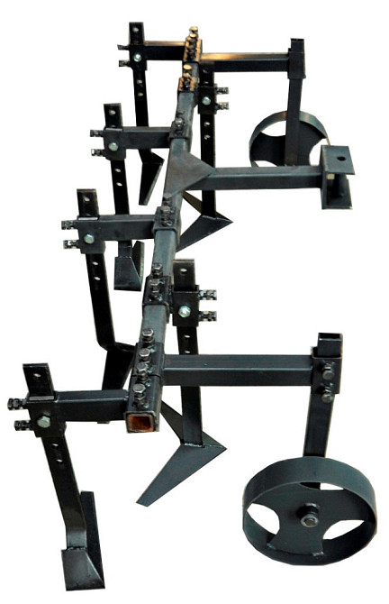 Пропольник широкорядный 