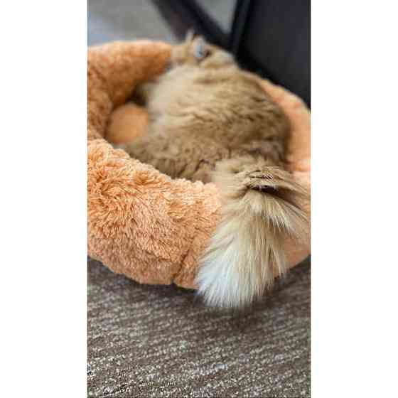 Лежанка для кошек и собак «Ворс» 3XL (100см), Персик Киев