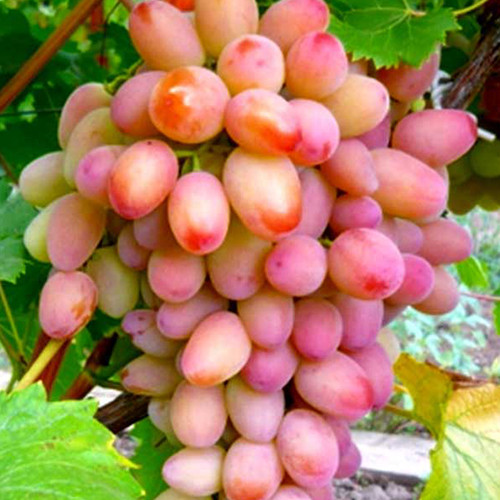 Cаджанці винограду Володимир Мономах (черенкований) - 1-річний Чернівці - фото 1