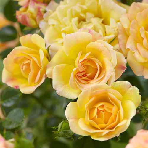 Саджанці троянд Єллоу Фейрі (привитий) - 2-річний Чернівці