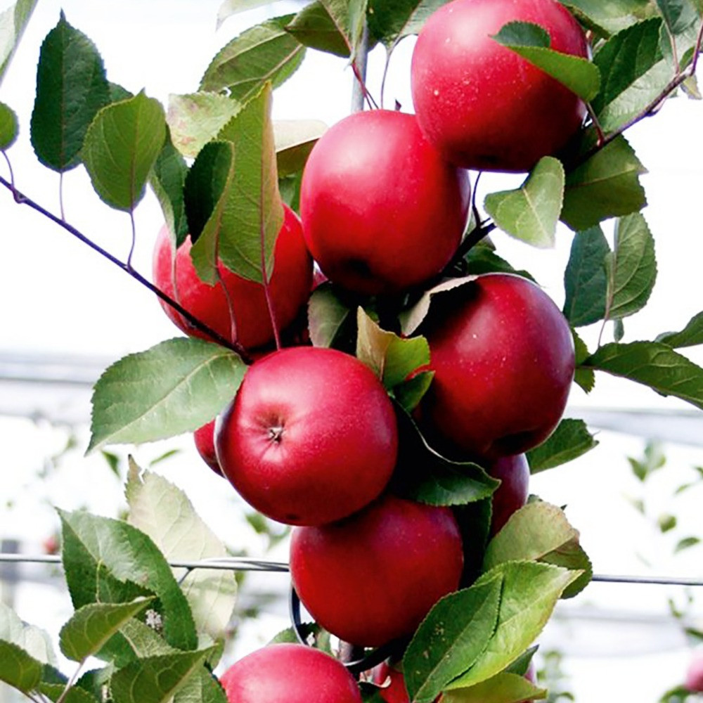 Саджанці яблуні Ред Сан (привитий) - 2-річний Чернівці - фото 2