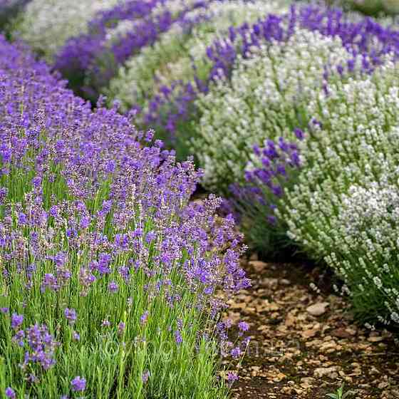 Саджанцы лавандина (пересорт) 2-х летние - Phenomenal и Edelweiss, лаванда фиолетовая или белая Ирпень