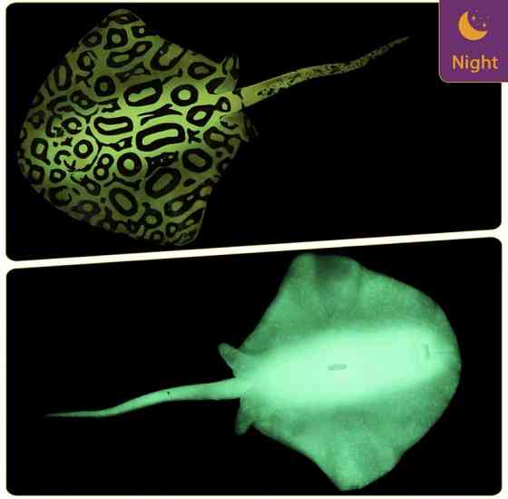 Скат для акваріума штучний силіконовий та люмінесцентний в темноті світяться декор в акваріум розмір 16*9 см чорний Київ