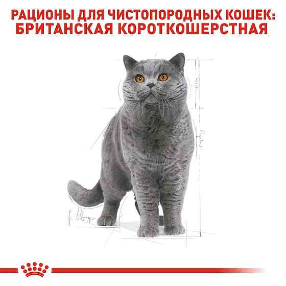 Royal Canin British Shorthair Adult (Рояв Канін Брітіш Шортхайр) корм для кішок британська короткошерсна 2 кг. Запоріжжя