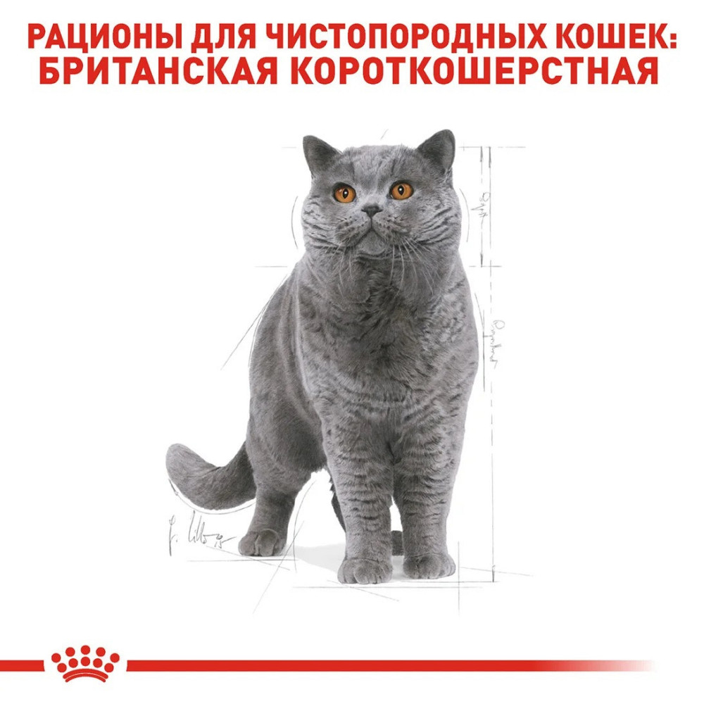Royal Canin British Shorthair Adult (Рояв Канін Брітіш Шортхайр) корм для кішок британська короткошерсна 2 кг. Запоріжжя - фото 5