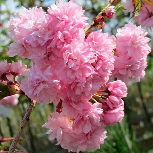 Саджанці сакури на штамбі Канзан (привитий) - 2-річний Чернівці - фото 1