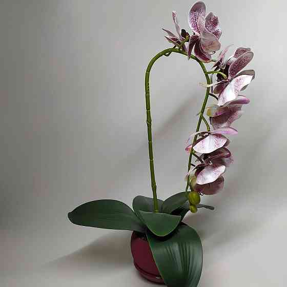 Штучна латексна орхідея VIP у бордовому керамічному кашпо на одну гілку бордовий градієнт Дніпро