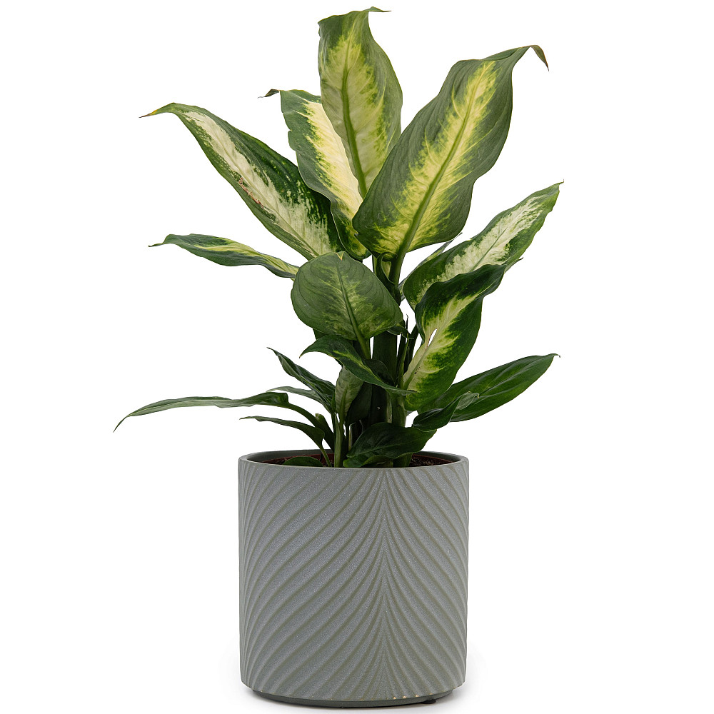 elemi Кашпо для квітів керамічне elemi "Листок" (темно-зелений) 13" круглий 1,3 л Коломия - фото 6