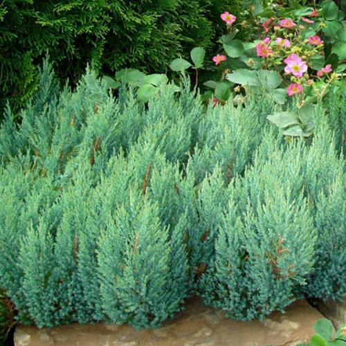 Саженцы можжевельника Блю Форест (черенкованный) - 3-летний Черновцы - изображение 1