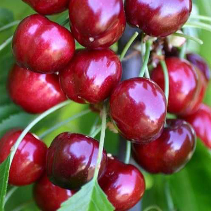 Саджанці черешні Ерлі Лорі (привитий) - 1-річний Чернівці - фото 1