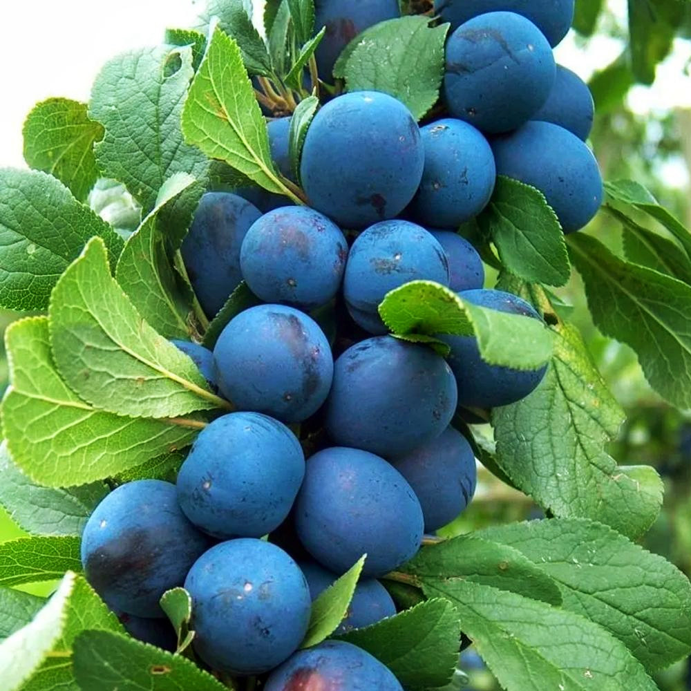 Саджанці колоновидної сливи Анже (привитий) Чернівці - фото 1