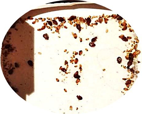 Пастка для постільних бульбашок Panko, 5 шт. Київ