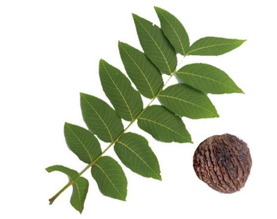 Чорний горіх  (плоди), 100г. Київ - фото 1