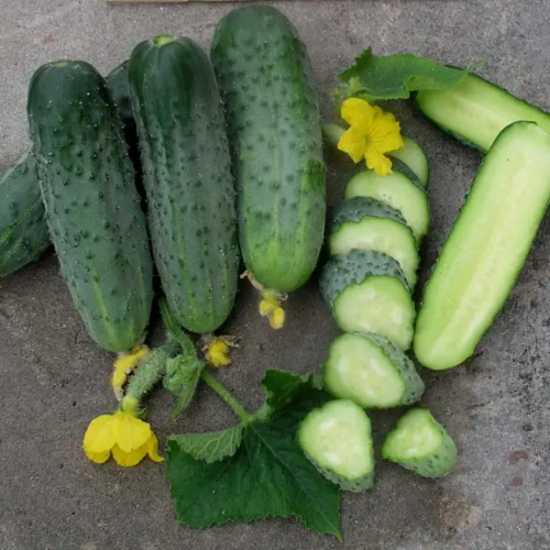 Огірок Аристократ F1 самозапильний 10шт Професійне насіння Житомир - изображение 3