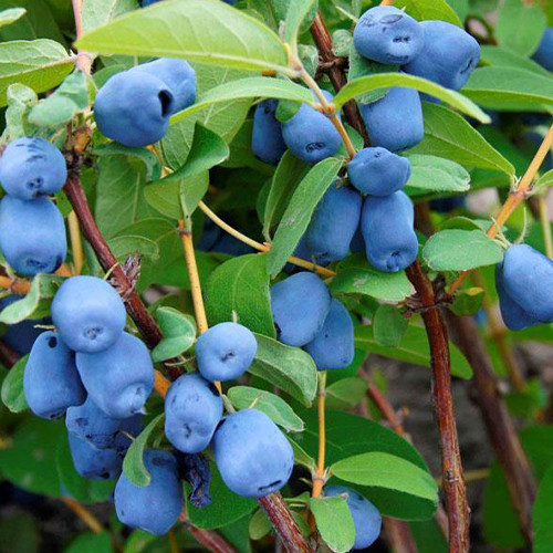 Саженцы жимолости Скифская (черенкованная) - 3-летняя Черновцы - изображение 1