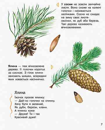 Детская энциклопедия про лес 614016 для дошкольников Винница