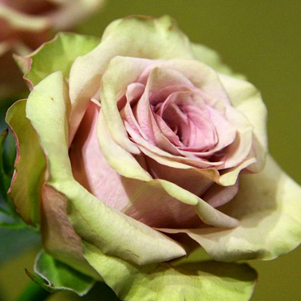 Саджанці чайно-гібридних троянд Амнезія (привитий) Чернівці - фото 2