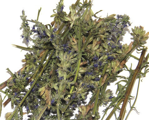 Гісоп / Иссоп, 1кг. Київ - фото 1