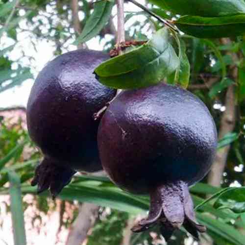 Саджанці гранату Восьма Куля (черенкований) - 1-річний Чернівці