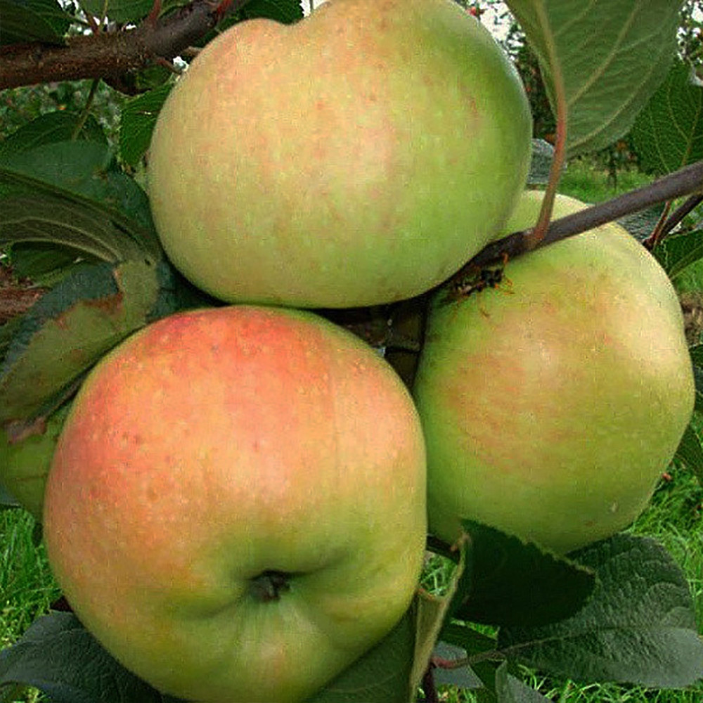 Саджанці яблуні Пепінка (привитий) - 1-річний Чернівці - фото 2