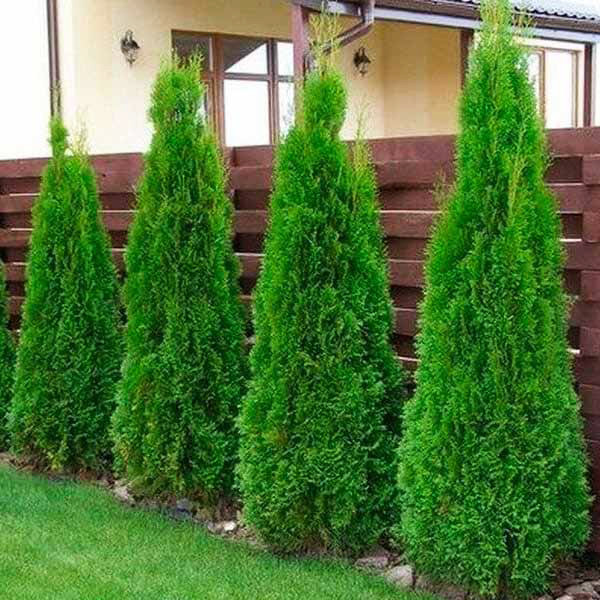 Саджанці західної туї Смарагд - 100-120 см. Чернівці - фото 2