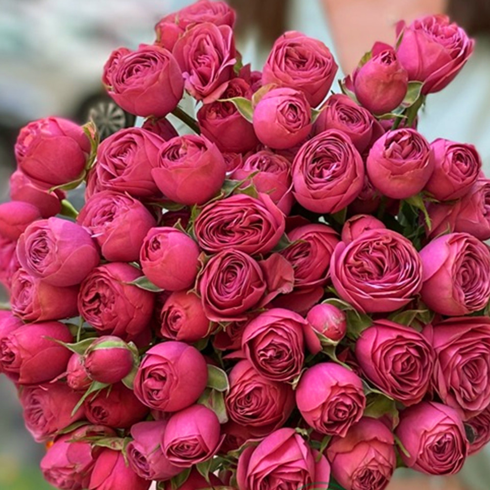 Саджанці бордюрних троянд Гранд Трендсеттер (привитий) Чернівці - фото 2