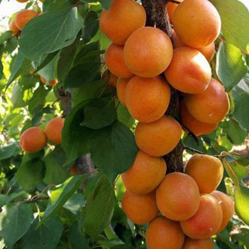 Саженцы колоновидного абрикоса Звездный (привитый) - 1-летний Черновцы - изображение 1